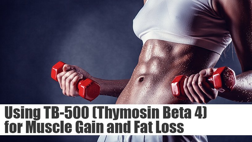 Using TB-500 (Thymosin Beta 4) for Muscle Gain and Fat Loss